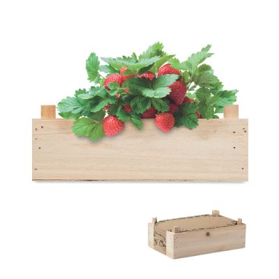 STRAWBERRY - Saat-set erdbeere