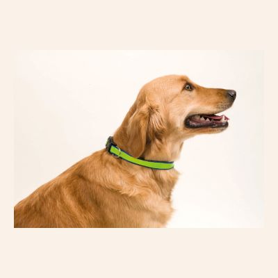 MUTTLEY - Hundehalsband
